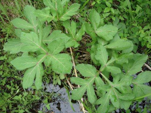 植物葉面積測定儀有什么作用？