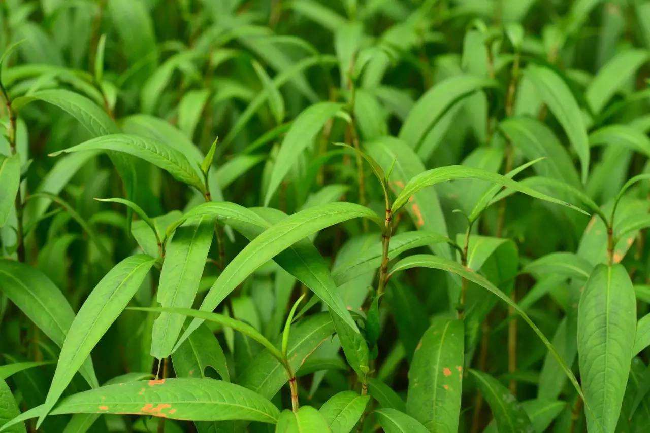 植物冠層測定儀