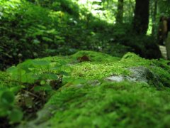 手持葉綠素檢測儀的應用范圍廣