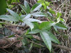 作物生長狀況可以依靠植物葉面積測定儀進行檢測